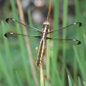 Front for Dragonfly
