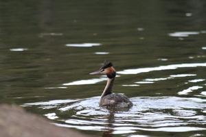 Front for Great Crested Grebe #23