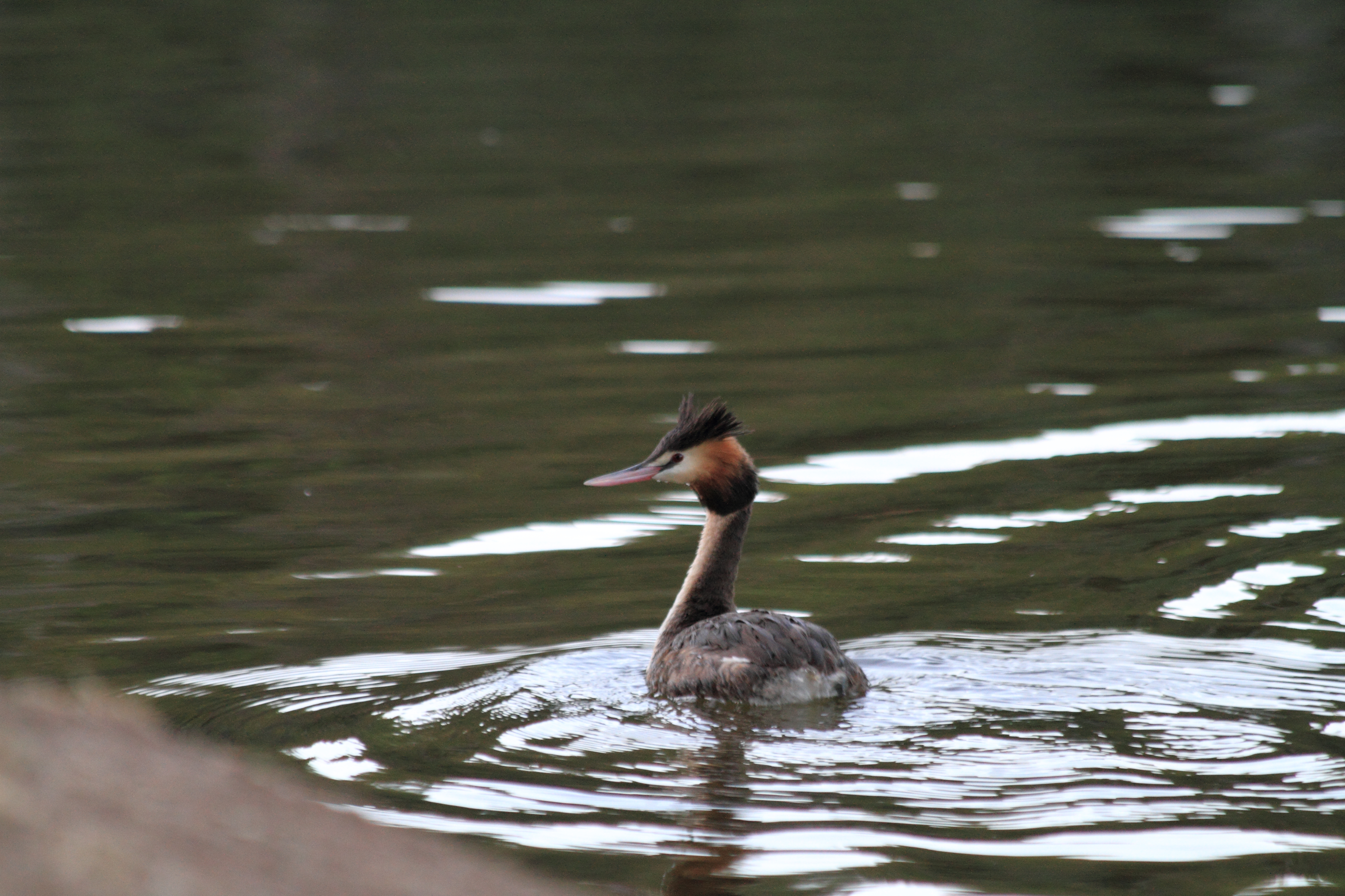 Public for Great Crested Grebe #23